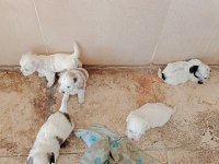 Bir aylık terrier yavrular