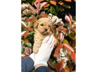 Teacup Mikro Boy Maltipoo Bebekler