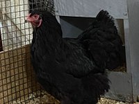 Black Brahma Kuluçkalık Yumurta