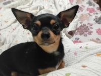 2 Yaşında Dişi Wc Eğitimli Çok Özel Anatomi Chihuahua