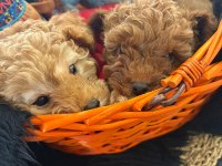 Safkan Toy Poodle Yavruları Ve Mikro Chipli Tüm Aşıları Tam