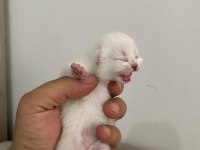 Yavru british shorthair safkan