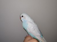 Konuşturmak İçin Tam Zamanı Muhabbet Kuşu