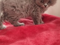 British Longhair Bebekler