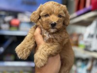 2 aylık maltipoo yavru