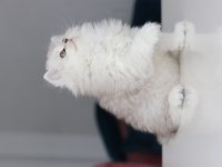 Full Şecereli Babadan Teslime Hazır British Longhair Dişi