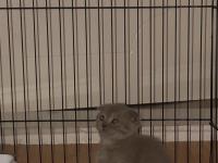 Uyguna Sahiplendirme Kedimiz