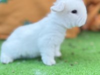 Hollanda Teddy Lop Tavşanlar