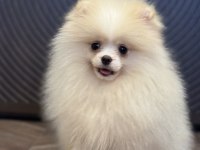 Üst Düzey Erkek Pomeranian Boo