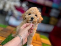 Poodle Yavrusu