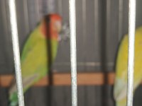 Cennet Papağanı Çifti