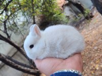 Netharlend darbe (cüce tavşan)