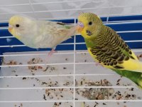 Muhabbet Kuşlarım Tek Veya Çift