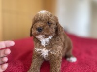 Maltipoo Yavruları 3 Aylık
