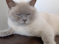 Blue Point Cinsi Kedimiz