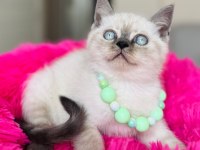 British shorthair kedisi