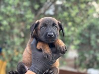 A+ Belçika Malinois Yavrular