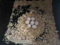 Çift Muhabbet Kuşu Kaçırmayın