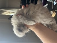 Dünyalar Tatlısı Scottish Straight Kızımız