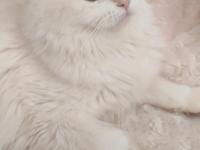 Güzel british longhair prensesim