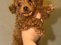 2 Aylık Erkek Poodle