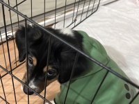 Cavalier King Charles Kırması (Anneden) - Acil Ücretsiz Yuva Aranıyor