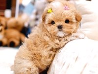 Toy Poodle Yavrularımız
