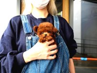 Safkan Toy Poodle Bebeklerimiz