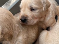 Golden Retriever Sevgi Dolu Sadık Dostunuz