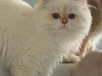 British Longhair Gerçek Saf Kan Golden