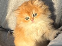 Saf Kanlı British Longhair Kedi