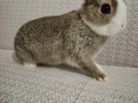 Safkan Hollanda Cüce Erkek Ve Dişi Tavşanlar