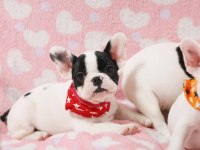 French Bulldog Yavrularımız