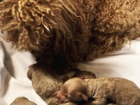 Irk Ve Sağlık Garantili Kore Red Toy Poodle Bebekler