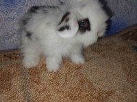 Teddy Lop Tavşanı Yavrular