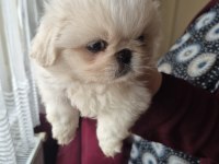 Gerçek imperial pekinezler