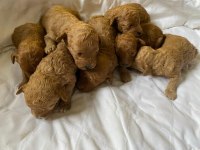 Poodle yavrularımız sahiplendiriliyor