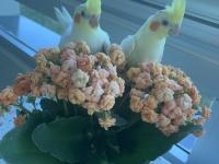 Ele alışkın yavru sultan papağanı