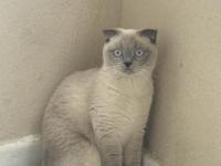 1 yaşında dişi kedimiz blue point kısır değil