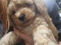 11 aylık erkek toy poodle
