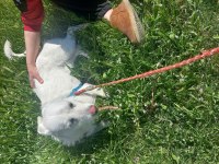 Köpeğimiz Luka Ya Acil Yuva