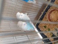 Show yavru muhabbet kuşu