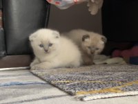 Bluepoint Yavru Kediler 1,5 Aylık