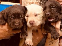 Labrador Arıyorsanız Bu Yavrular Size Göre!