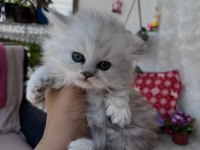 British Longhair Erkek Silver Yeşil Göz