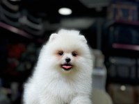 Orijinal Pomeranian Boo