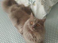 Çiftleşme İlanıdır