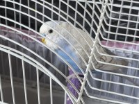 1 adet erkek yavru 6 aylık muhabbet kuşu ve 2 adet kuş kafesi