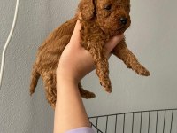 Toy Poodle 9 Mart Doğumlu