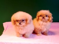 Sıfır Burun Pekinez Bebeklerimiz